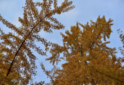 金色印象,探寻璀璨文化底蕴的璀璨之光