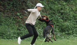 警犬交配视频,见证忠诚与生命的传承